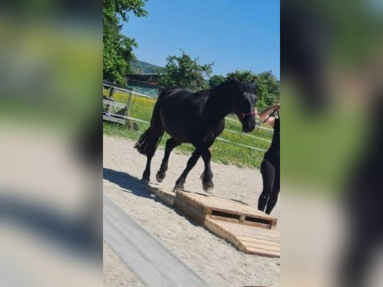 Noriker Jument 4 Ans 165 cm Bai brun foncé in Laufenburg