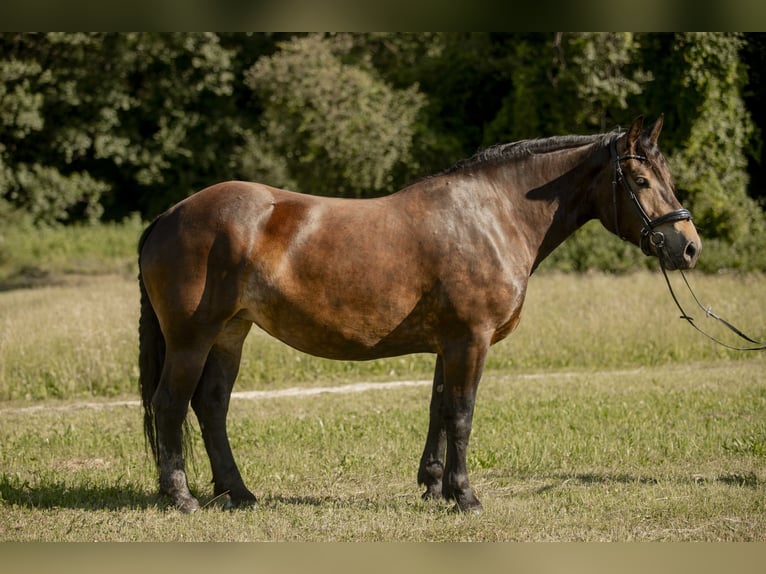 Noriker Jument 4 Ans 165 cm Bai in Braunau am Inn