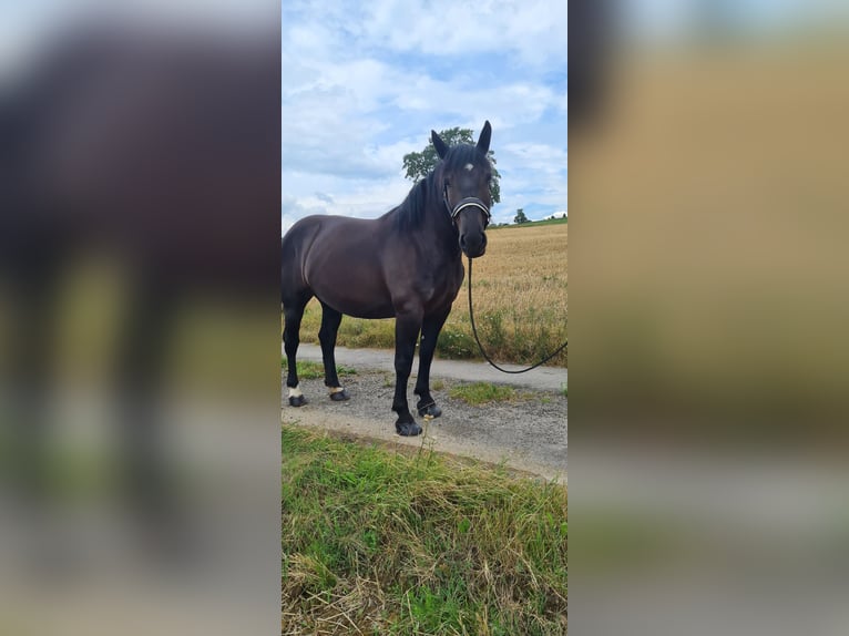 Noriker Jument 4 Ans 165 cm Noir in Böheimkirchen