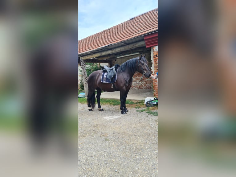 Noriker Jument 4 Ans 165 cm Noir in Böheimkirchen