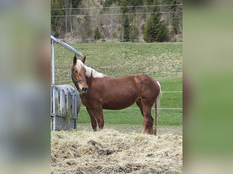 Noriker Jument 4 Ans 166 cm Alezan in Sankt Margarethen im Lungau