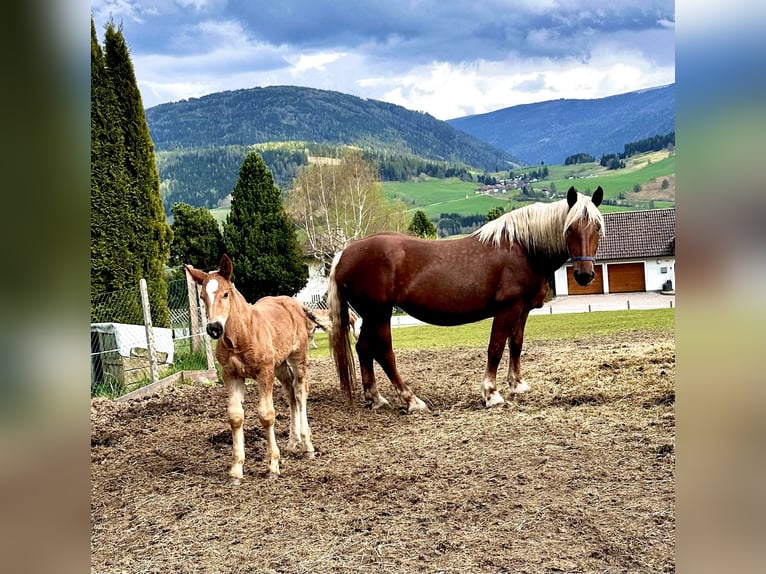 Noriker Jument 4 Ans 166 cm Alezan in Sankt Margarethen im Lungau