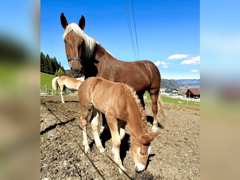 Noriker Jument 4 Ans 166 cm Alezan in Sankt Margarethen im Lungau