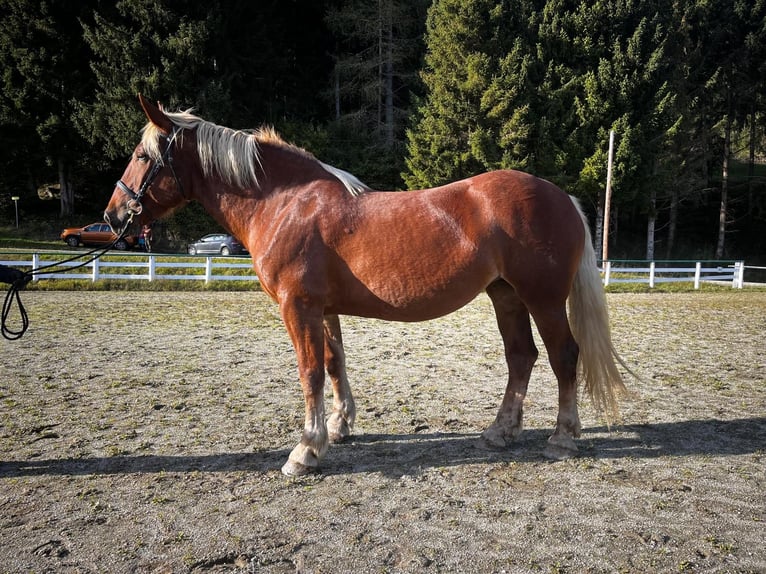 Noriker Jument 4 Ans 166 cm Alezan in Sankt Margarethen im Lungau