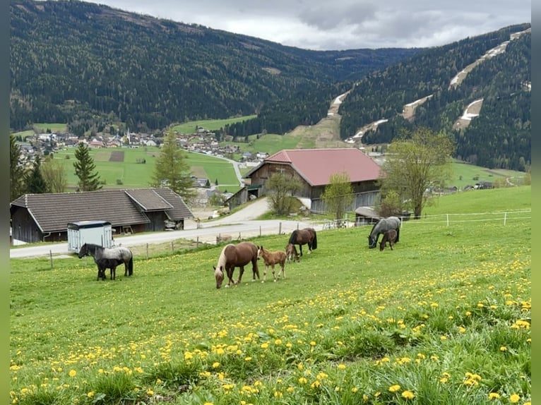 Noriker Jument 4 Ans 166 cm Alezan in Sankt Margarethen im Lungau