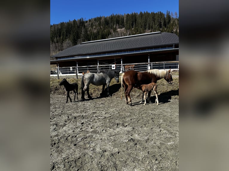 Noriker Jument 4 Ans 166 cm Alezan in Sankt Margarethen im Lungau