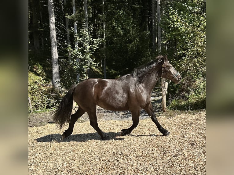 Noriker Jument 4 Ans 168 cm Noir in Abtenau