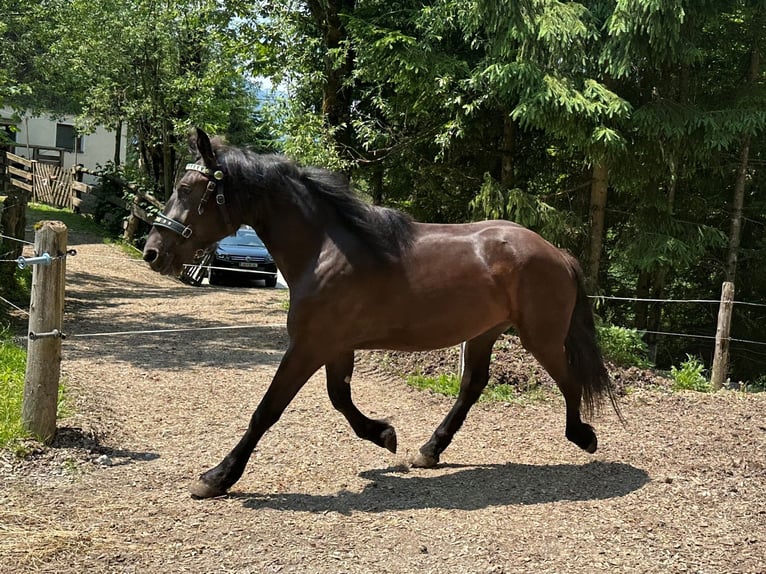 Noriker Jument 4 Ans 168 cm Noir in Abtenau