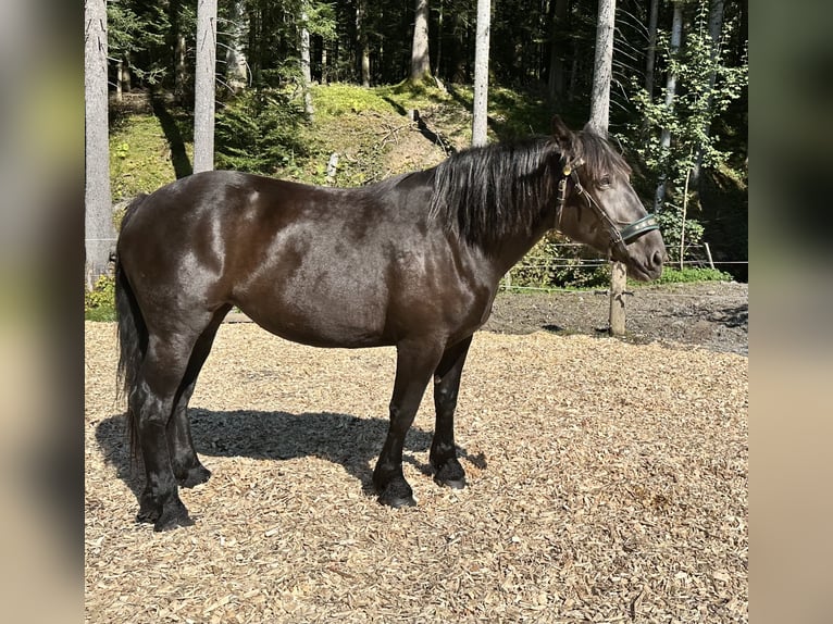 Noriker Jument 4 Ans 168 cm Noir in Abtenau