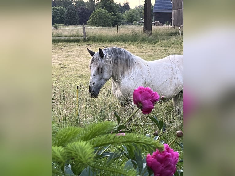 Noriker Jument 4 Ans 169 cm Léopard in Dassel