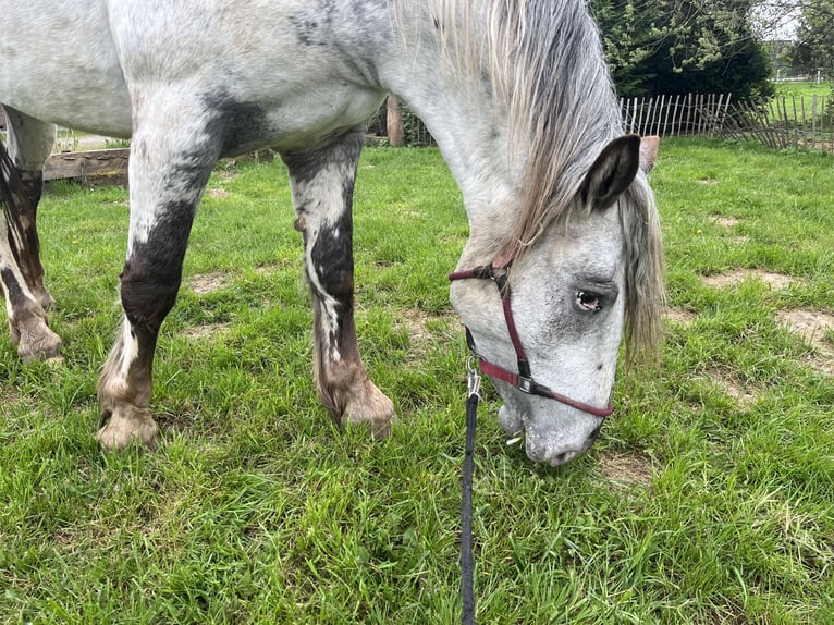 Noriker Jument 4 Ans 169 cm Léopard in Dassel