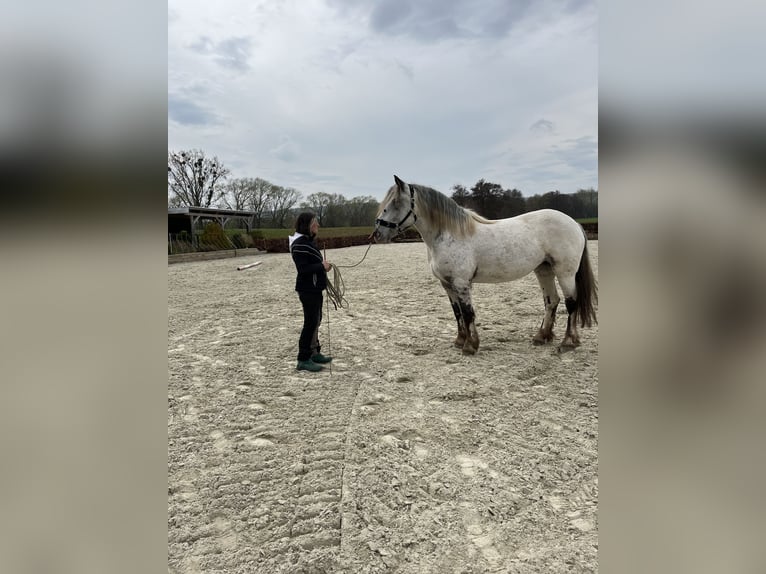 Noriker Jument 4 Ans 169 cm Léopard in Dassel