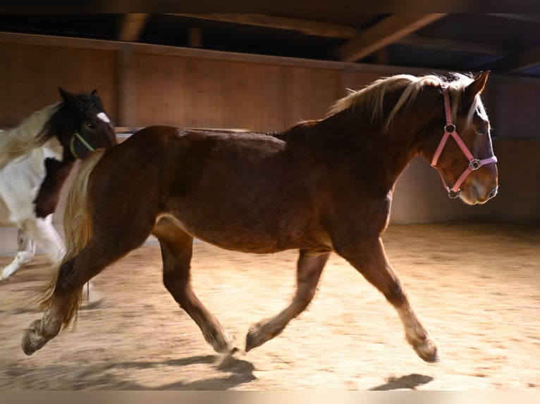 Noriker Jument 4 Ans Alezan brûlé in Klettgau