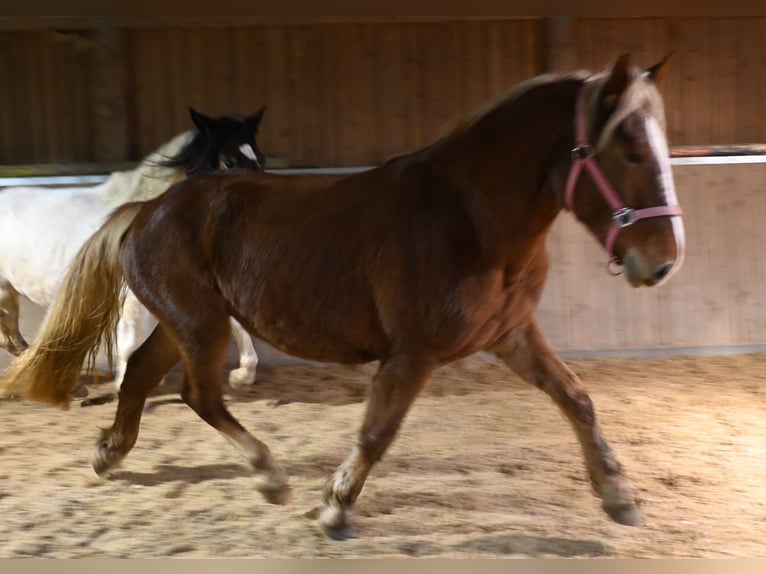 Noriker Jument 4 Ans Alezan brûlé in Klettgau