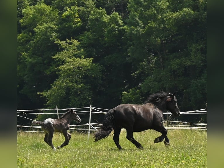 Noriker Jument 4 Ans in Klettgau