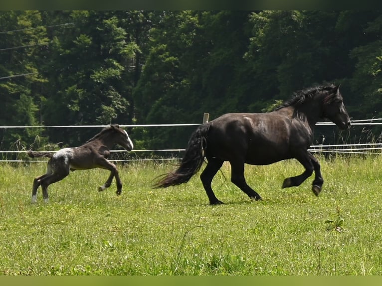 Noriker Jument 4 Ans in Klettgau