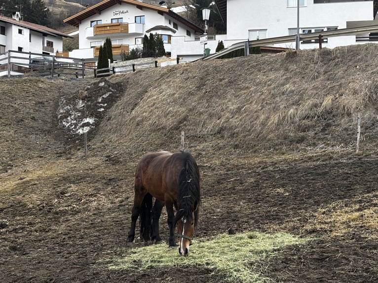 Noriker Jument 4 Ans Bai in Nauders