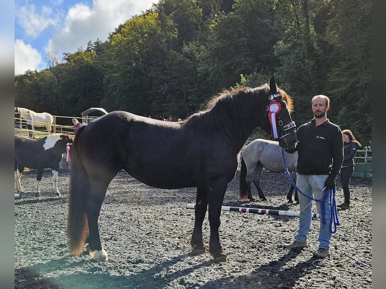 Noriker Jument 4 Ans Noir in Küßnach