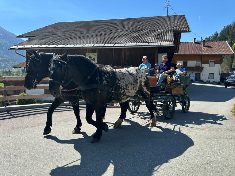 Noriker Jument 4 Ans Noir in St. Daniel