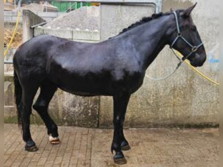 Noriker Jument 4 Ans Noir in Klettgau