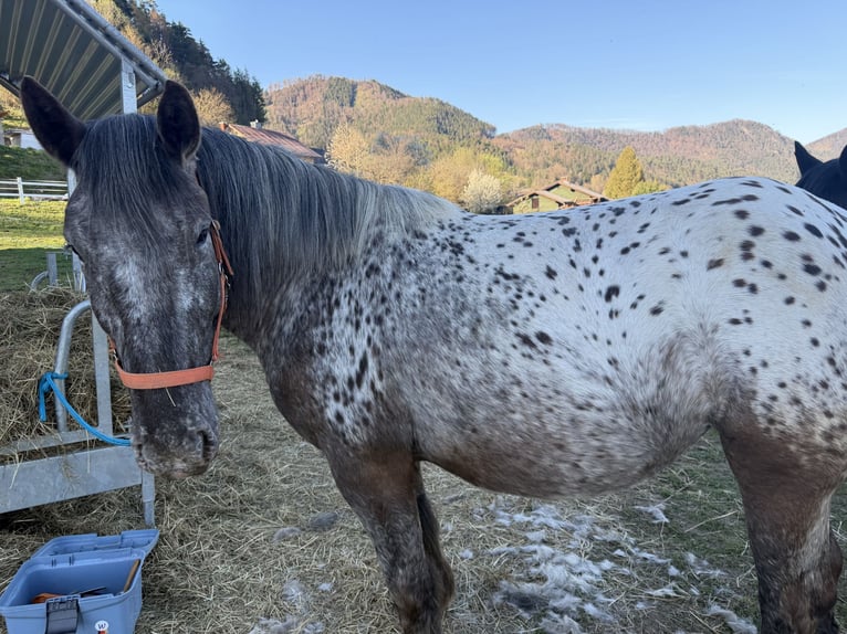 Noriker Jument 4 Ans Pinto in St.Nikolei