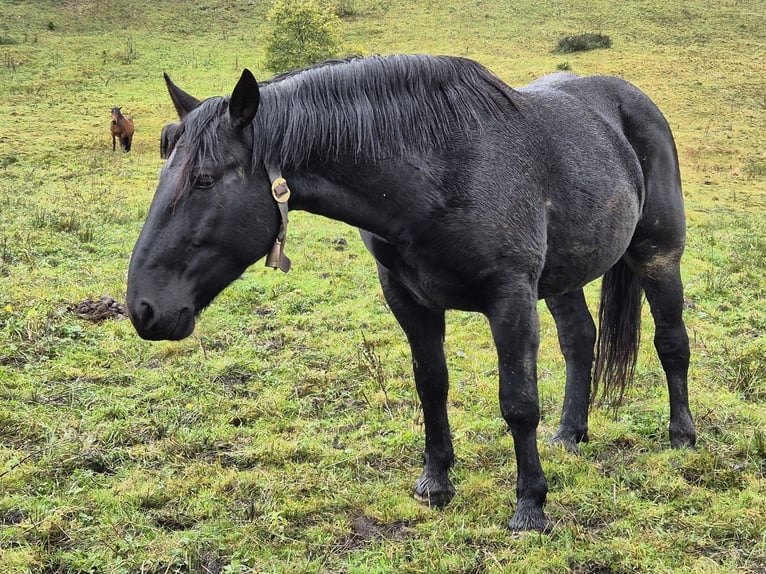 Noriker Jument 5 Ans 158 cm Noir in Götzis