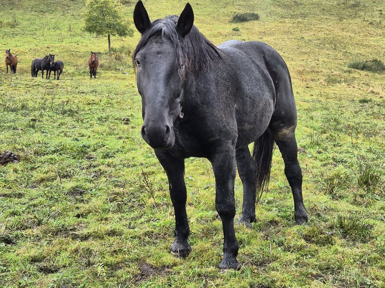 Noriker Jument 5 Ans 158 cm Noir in Götzis