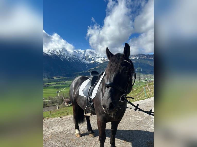 Noriker Jument 5 Ans 160 cm Noir in Peine