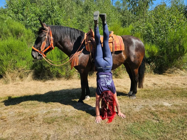 Noriker Jument 5 Ans 162 cm Noir in Linkenbach