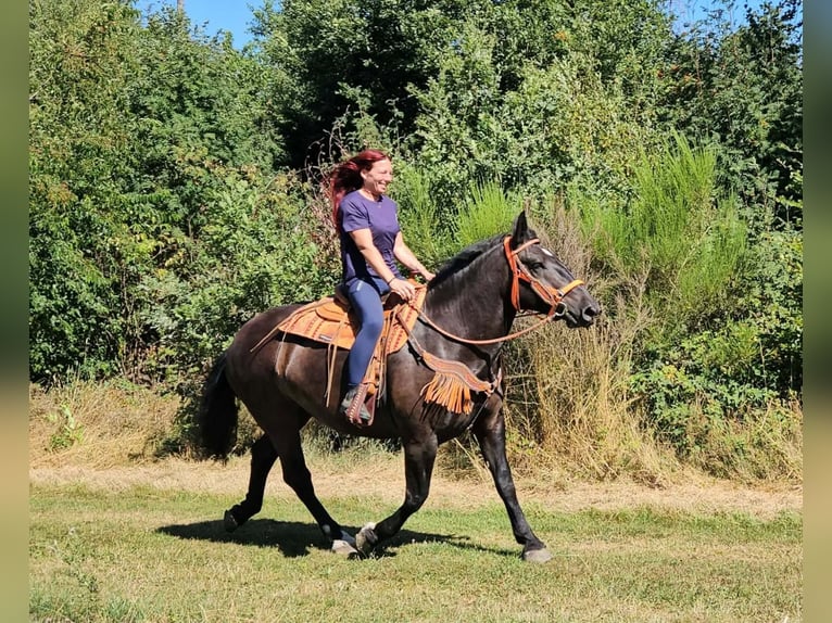 Noriker Jument 5 Ans 162 cm Noir in Linkenbach