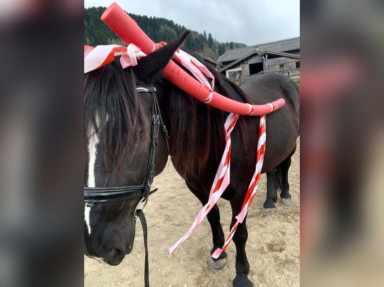 Noriker Jument 5 Ans 162 cm Noir in Seeboden am Millstätter See