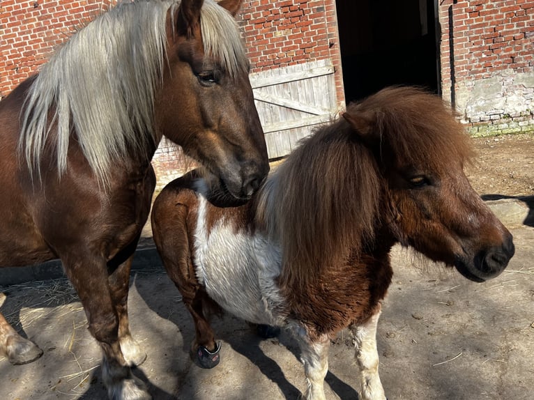 Noriker Jument 5 Ans 166 cm Alezan brûlé in Hasselberg