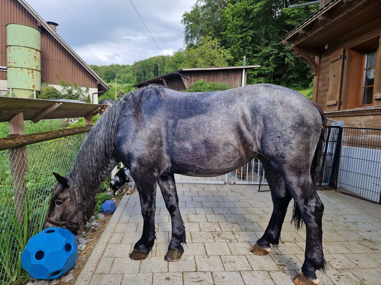 Noriker Jument 5 Ans 168 cm Rouan bleu in Wikonikon