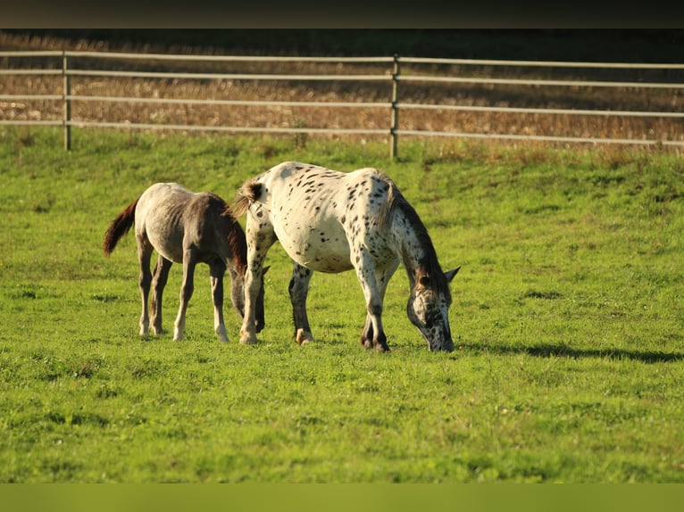 Noriker Jument 6 Ans 154 cm Léopard in Waldshut-Tiengen