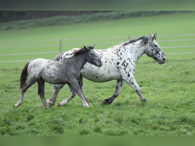 Noriker Jument 6 Ans 154 cm Léopard in Waldshut-Tiengen