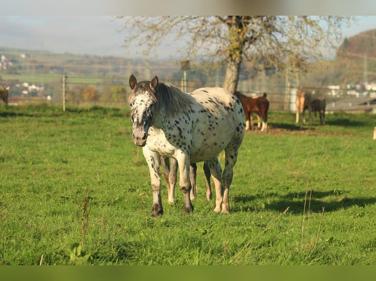 Noriker Jument 6 Ans 154 cm Léopard in Waldshut-Tiengen