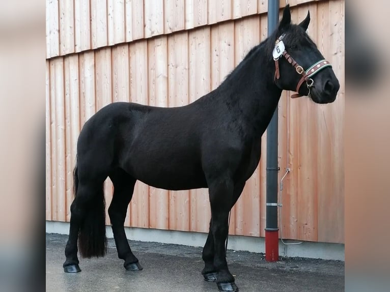 Noriker Jument 6 Ans 164 cm Noir in Schwoich