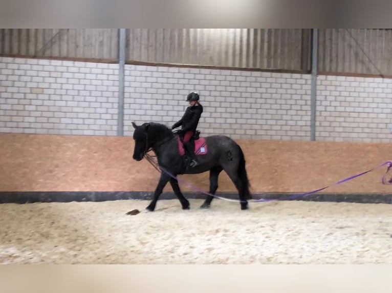 Noriker Jument 6 Ans 165 cm Rouan Bleu in Wadersloh