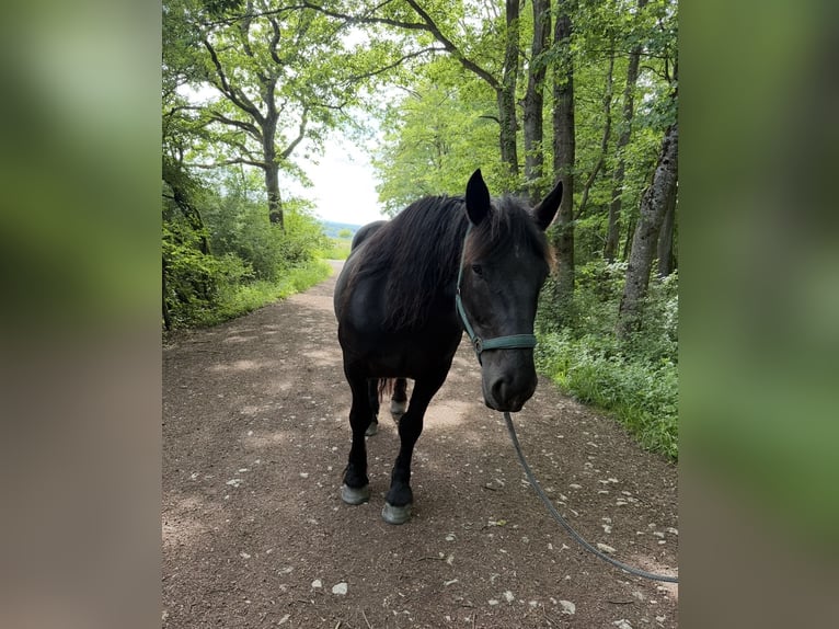 Noriker Jument 7 Ans 158 cm Noir in Mandelbachtal