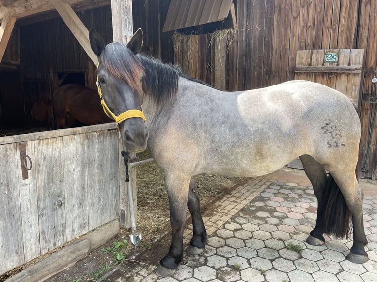 Noriker Jument 7 Ans 160 cm Rouan bleu in Braunau am Inn