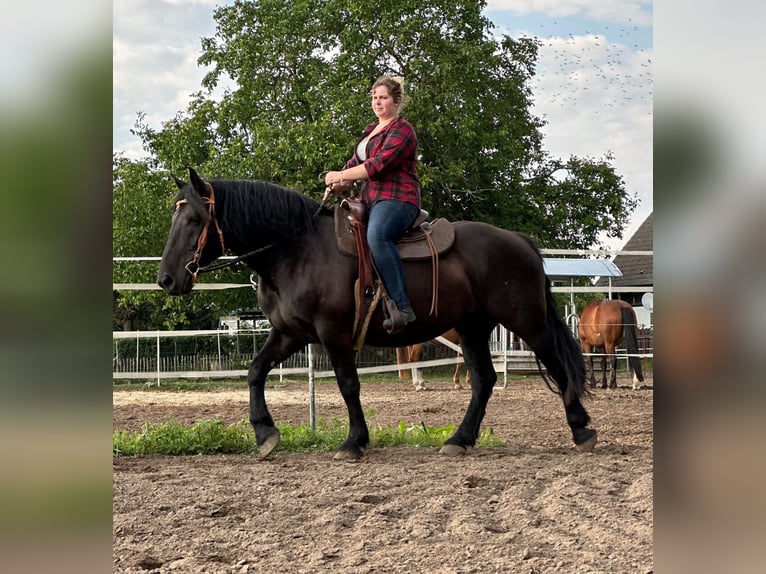 Noriker Jument 7 Ans 163 cm Noir in Wustermark