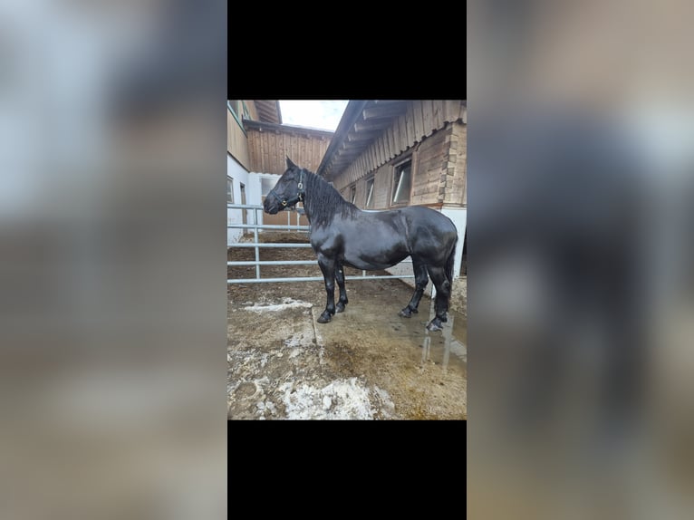 Noriker Jument 7 Ans 163 cm Noir in Rosental