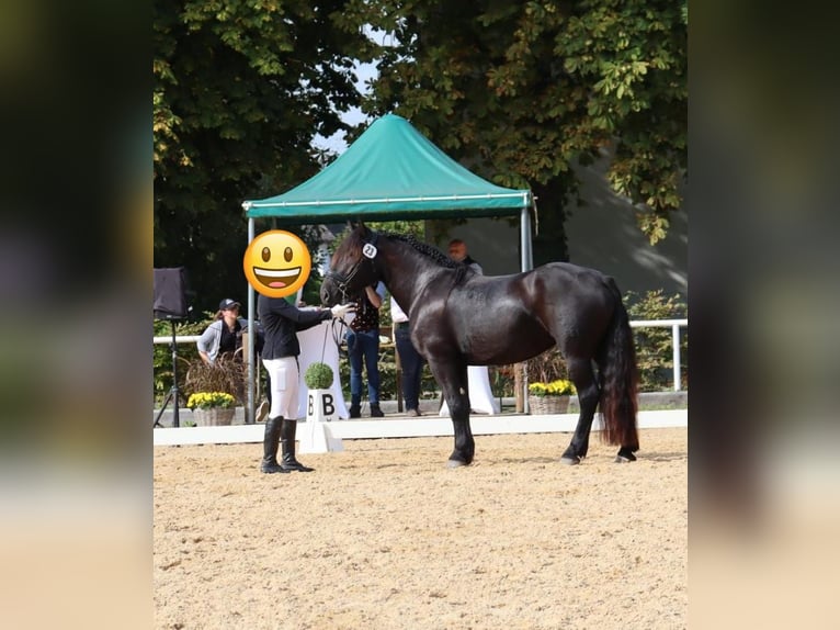 Noriker Jument 7 Ans 164 cm Noir in Vorderberg