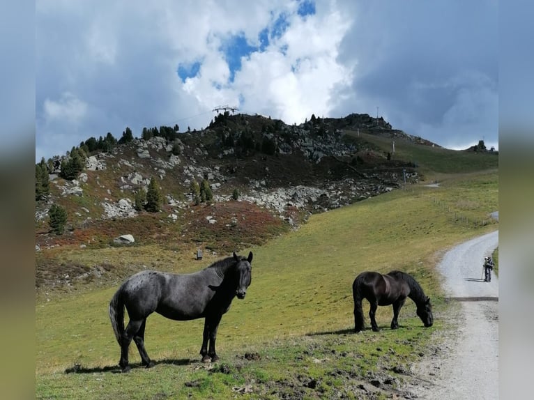 Noriker Jument 7 Ans in Küssaberg