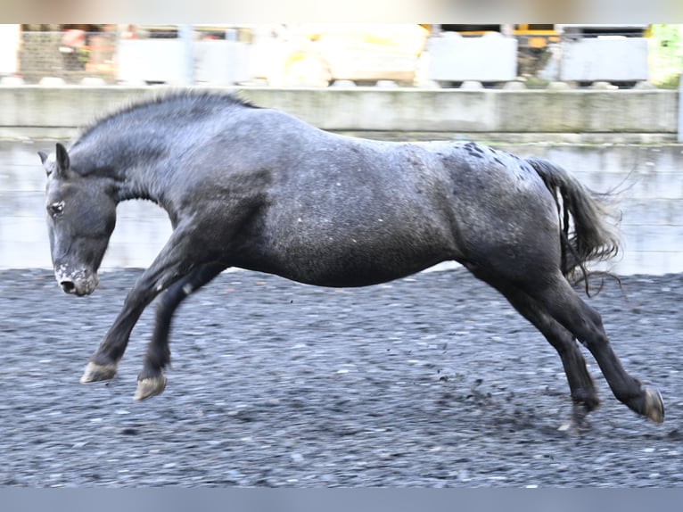 Noriker Jument 7 Ans in Küssaberg