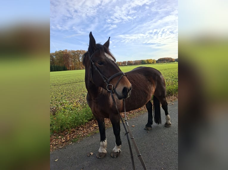 Noriker Jument 8 Ans 154 cm Bai in Nordwalde