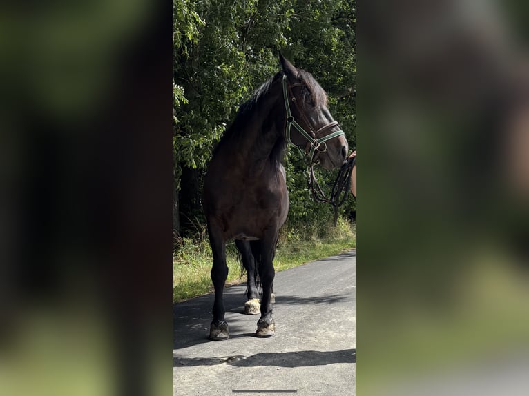 Noriker Jument 8 Ans 158 cm Bai brun in Altenhof am Hausruck