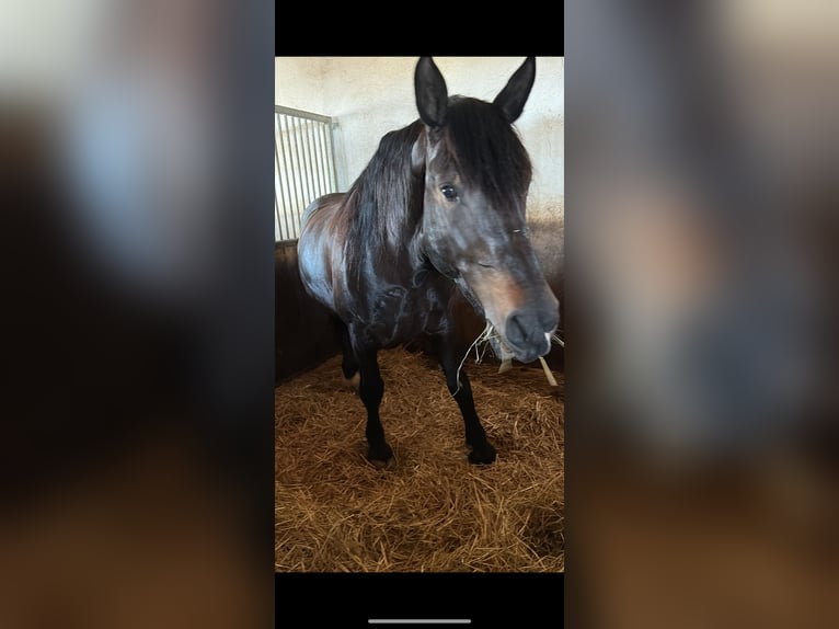 Noriker Jument 8 Ans 158 cm Bai brun in Altenhof am Hausruck