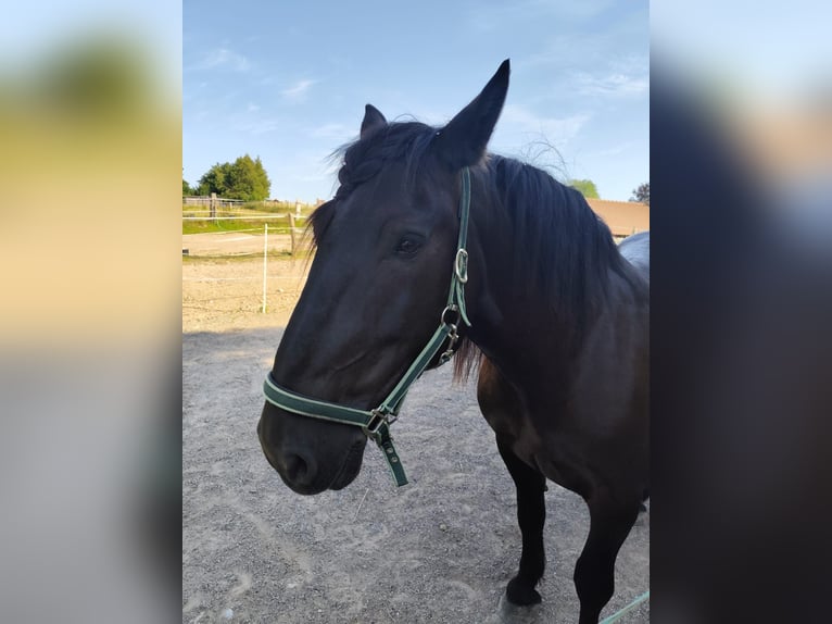 Noriker Jument 8 Ans 159 cm Noir in Coppenbr&#xFC;gge