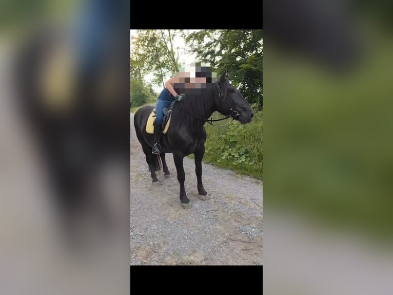 Noriker Jument 8 Ans 159 cm Noir in Coppenbr&#xFC;gge
